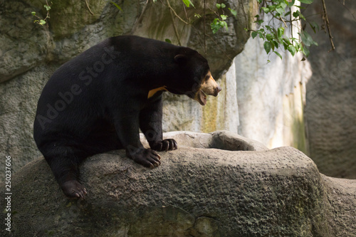 Image of a malayan sun bear relax on the rocks. Wild Animals. © yod67