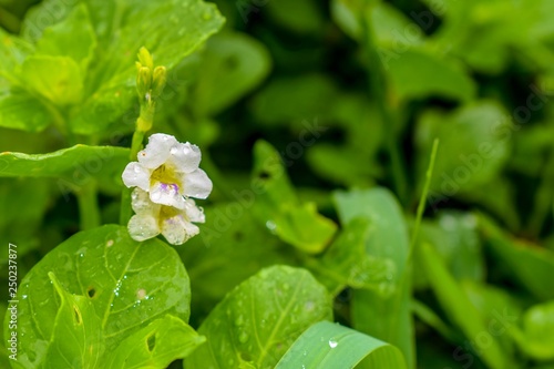 Small white flower blooming within green leaves