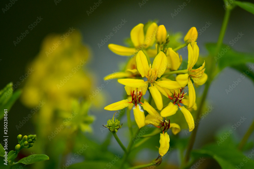 Tristellateia australasiae yellow flower Tristellateia australasiae yellow flower