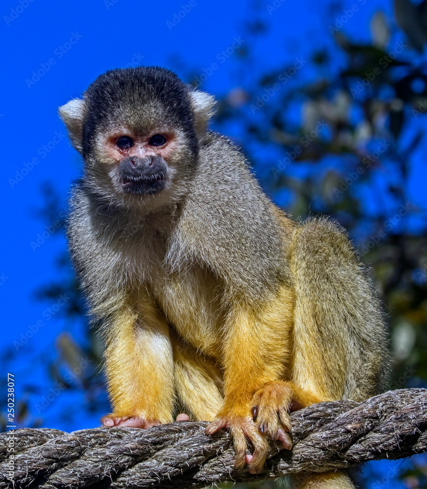 Golden-bellied capuchin also known as the yellow-breasted or buffy-headed capuchin. Latin name - Sapajus xanthosternos