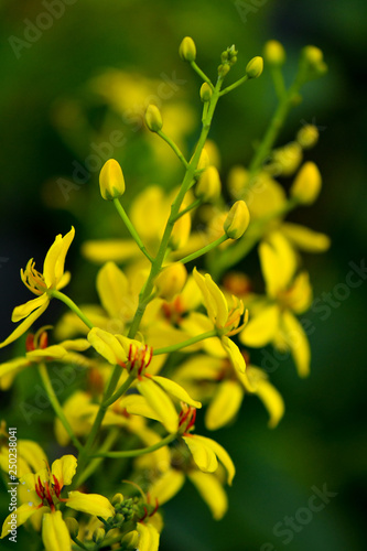 Tristellateia australasiae yellow flower