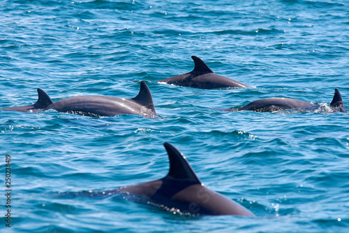 A group of several dolphins floating  jumping and diving in the blue sea