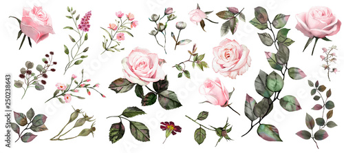 Watercolor botanical collection. Pink roses. Herbs, leaves, flowers.