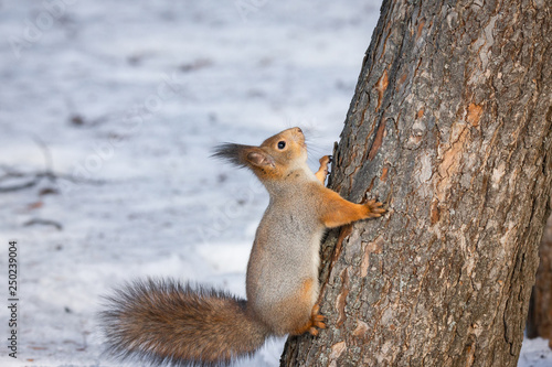 Squirrel tree in winter © alexbush