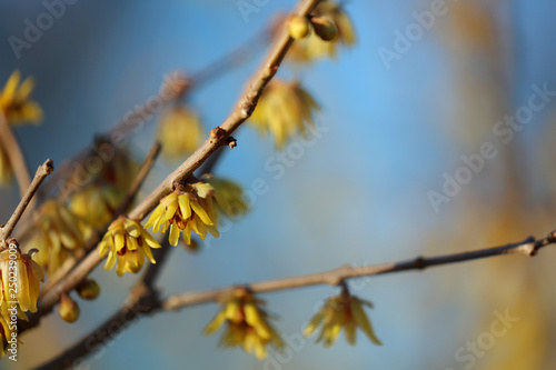 Zaubernuss Hamamelis