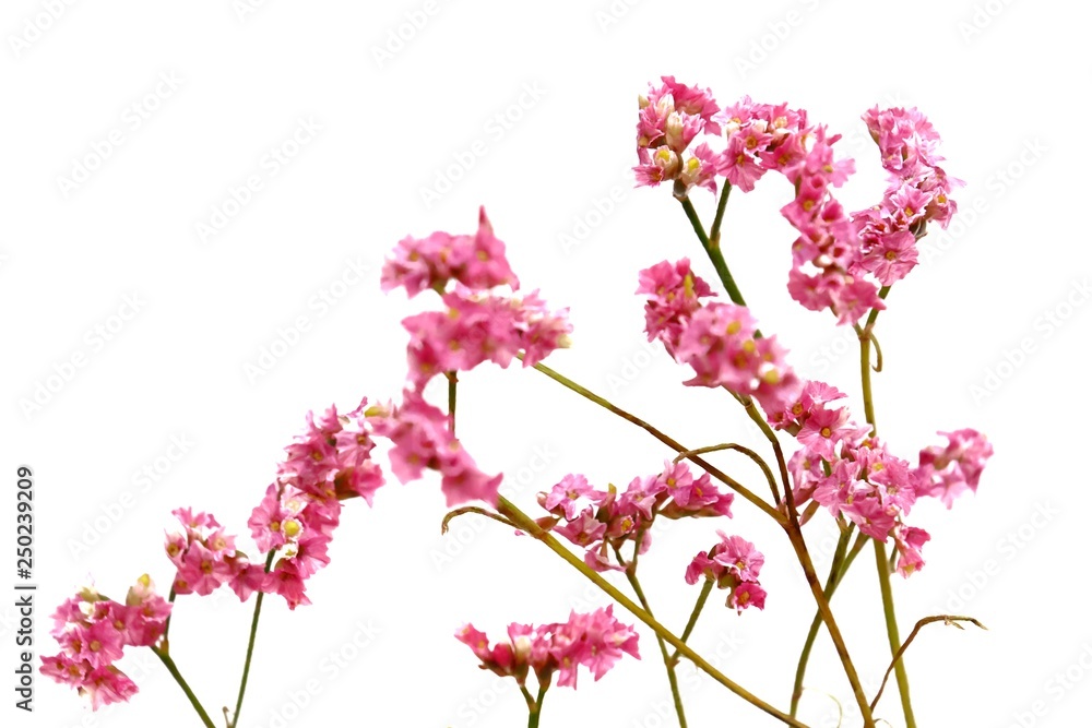 In selective focus a bunch of sweet pink statice flower blossom on white isolated background 