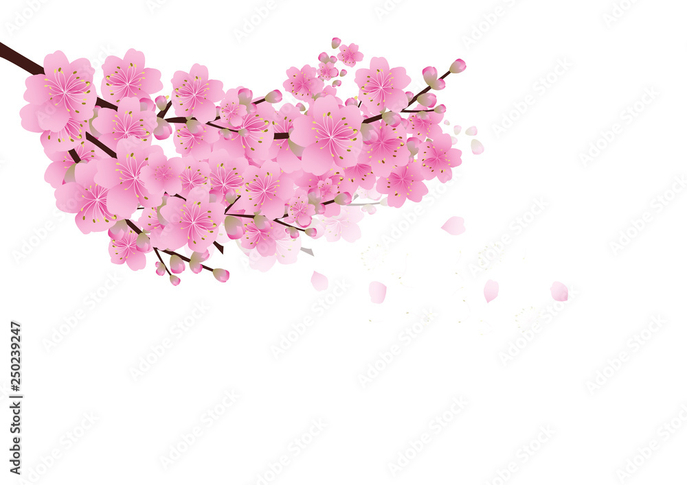 Sakura flowers background . cherry blossom isolated white background Sakura flowers background . cherry blossom isolated white background