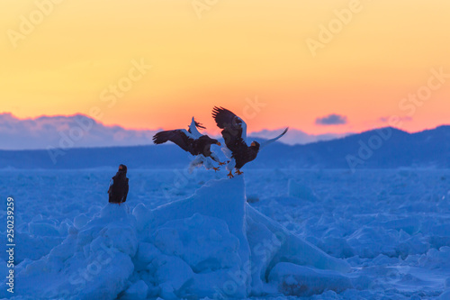 羅臼から夜明けの流氷とイヌワシと大鷲