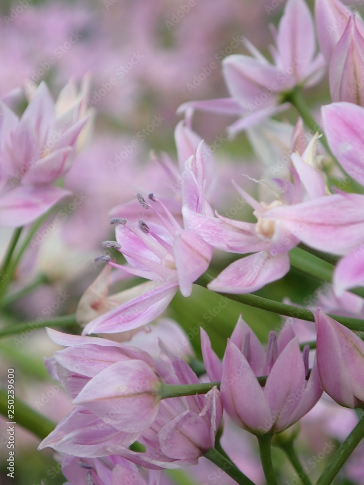 5月のピンクの花 5月のピンクの花