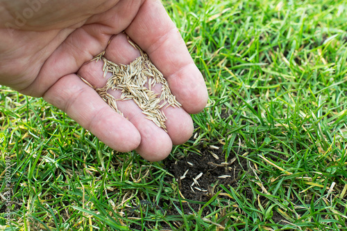 Принти на полотні Grassamen in der Hand