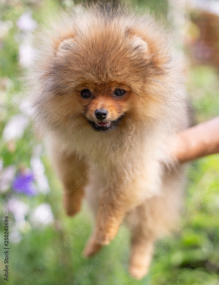 Beautiful orange dog - pomeranian Spitz. Puppy pomeranian dog cute pet happy smile playing in nature on in flowers Beautiful orange dog - pomeranian Spitz. Puppy pomeranian dog cute pet happy smile playing in nature on in flowers