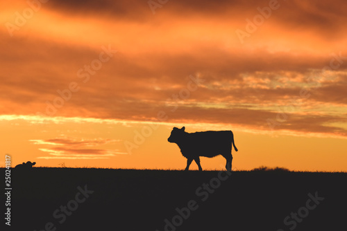 Cows fed  grass  in countryside  Pampas  Patagonia Argentina