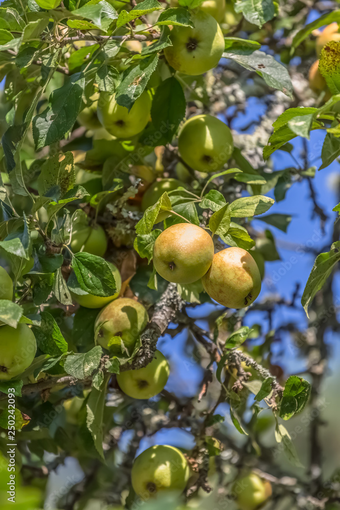 Detailed view of an apple tree with natural fruits and blurred background...
