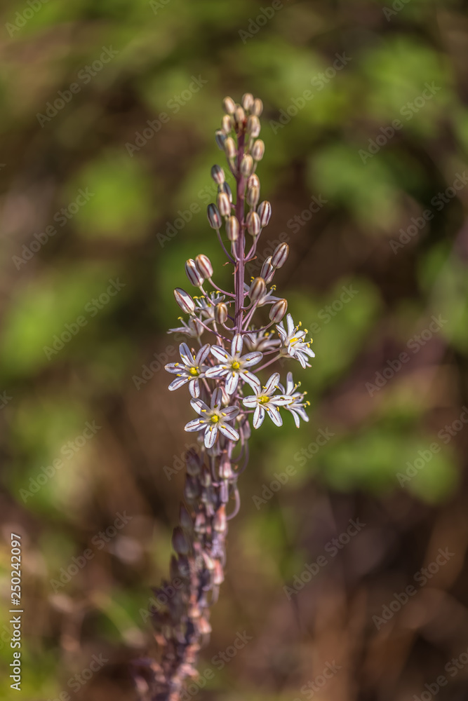 Detailed view of a european camassia flower on garden Detailed view of a european camassia flower on garden