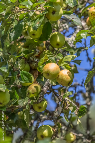 Detailed view of an apple tree with natural fruits and blurred background...