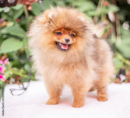 Beautiful orange dog - pomeranian Spitz. Puppy pomeranian dog cute pet happy smile playing in nature on in flowers