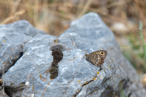 Satyridae / Anadolu Yalancıcadısı / White-banded Tawny Rockbrown / Pseudochazara anthelea