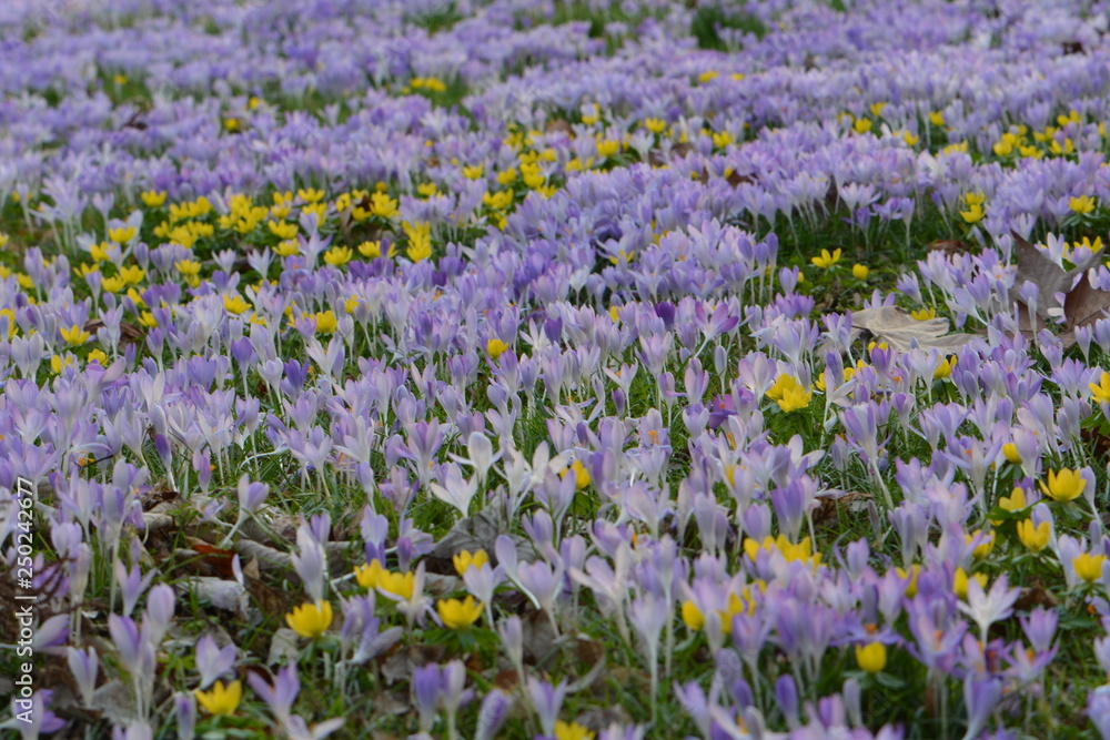 Wiese im Frühling mit Krokus und Winterling