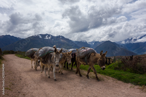 Donkey convoy through the mountains of Peru near Cusco
