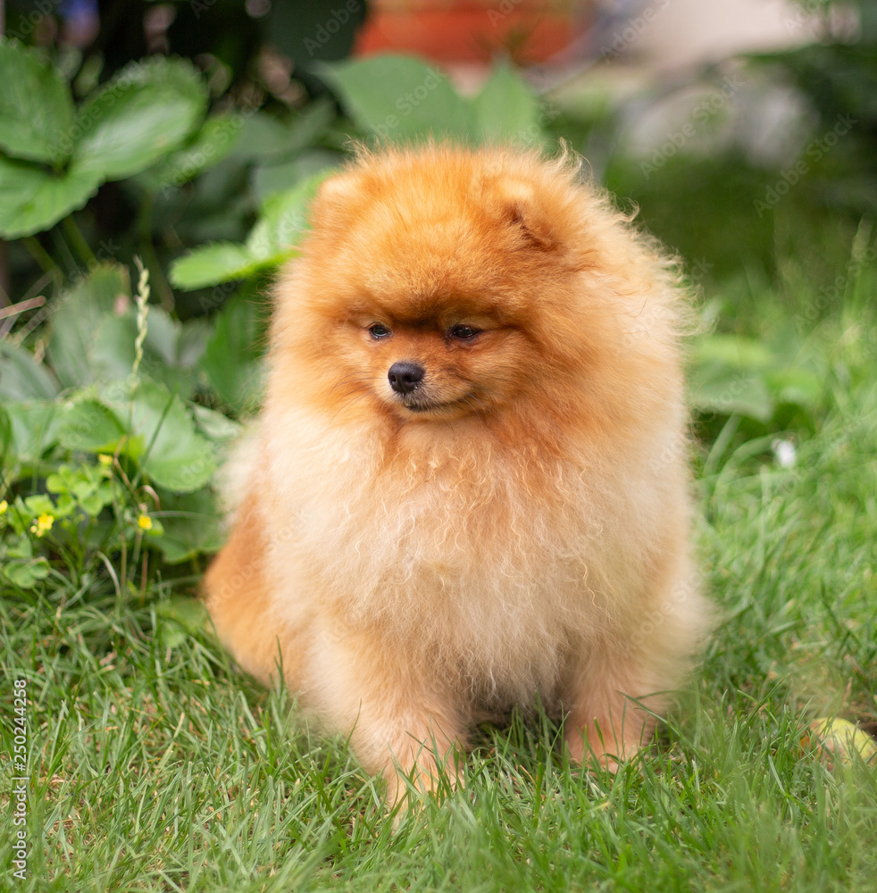 Beautiful orange dog - pomeranian Spitz. Puppy pomeranian dog cute pet happy smile playing in nature Beautiful orange dog - pomeranian Spitz. Puppy pomeranian dog cute pet happy smile playing in nature