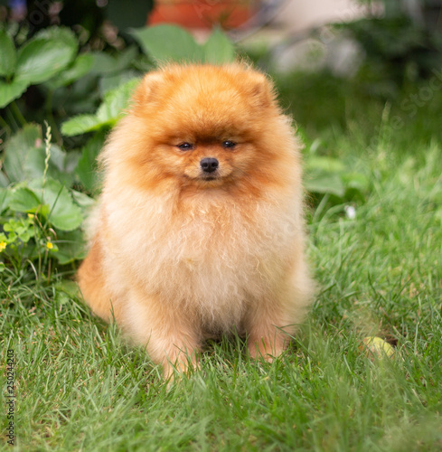 Beautiful orange dog - pomeranian Spitz. Puppy pomeranian dog cute pet happy smile playing in nature