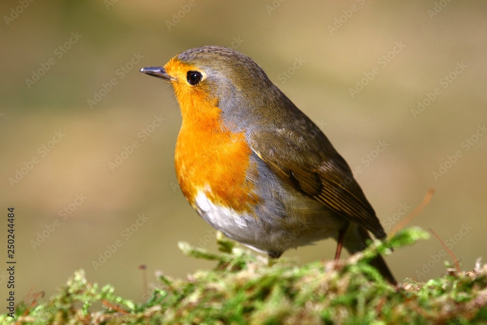 rotkehlchen rotkehlchen