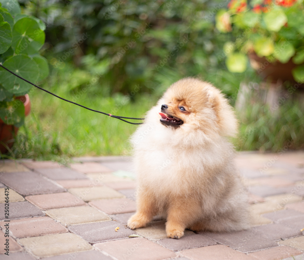 Beautiful orange dog - pomeranian Spitz. Puppy pomeranian dog cute pet happy smile playing in nature Beautiful orange dog - pomeranian Spitz. Puppy pomeranian dog cute pet happy smile playing in nature