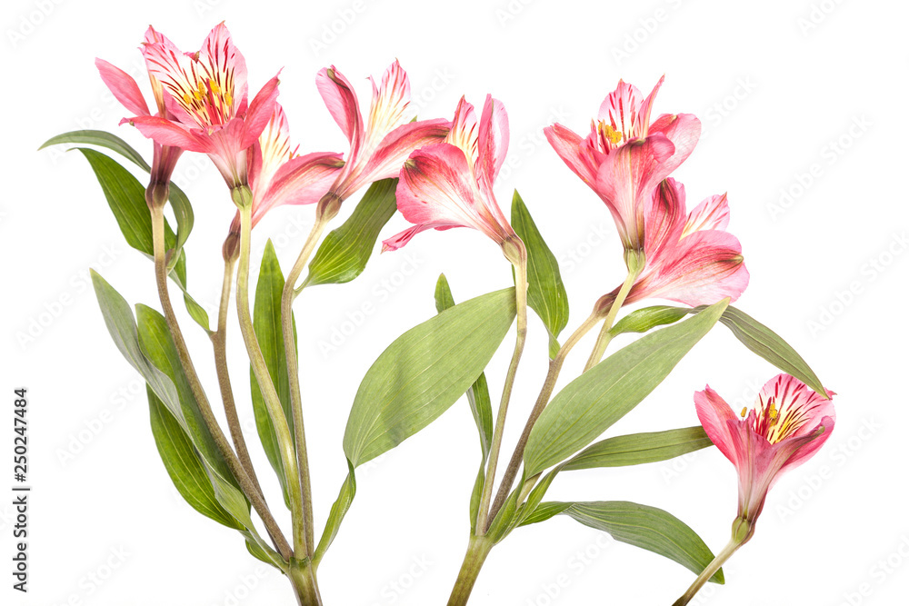 Peruvian lilies Peruvian lilies
