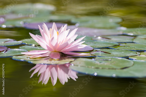 Water Lilies - 水に浮かぶスイレン