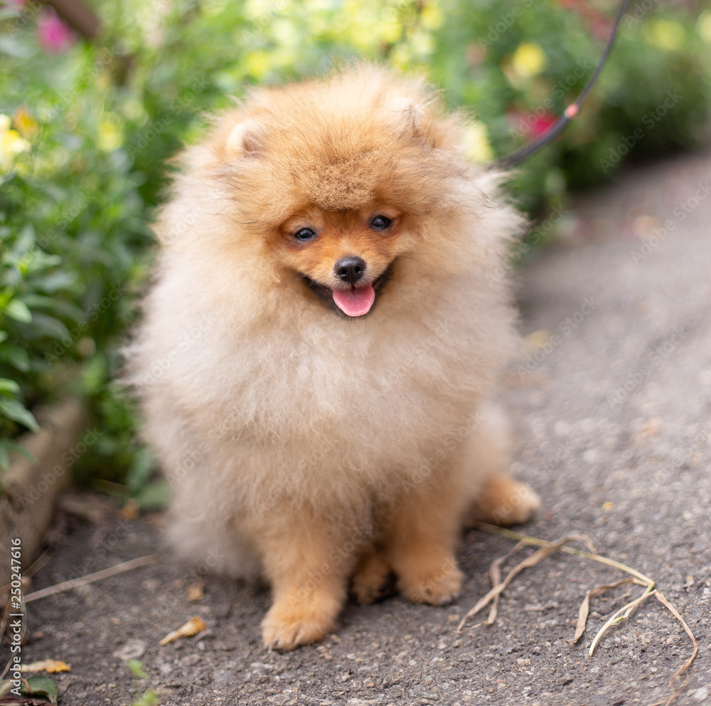 Beautiful orange dog - pomeranian Spitz. Puppy pomeranian dog cute pet happy smile playing in nature on in flowers Beautiful orange dog - pomeranian Spitz. Puppy pomeranian dog cute pet happy smile playing in nature on in flowers