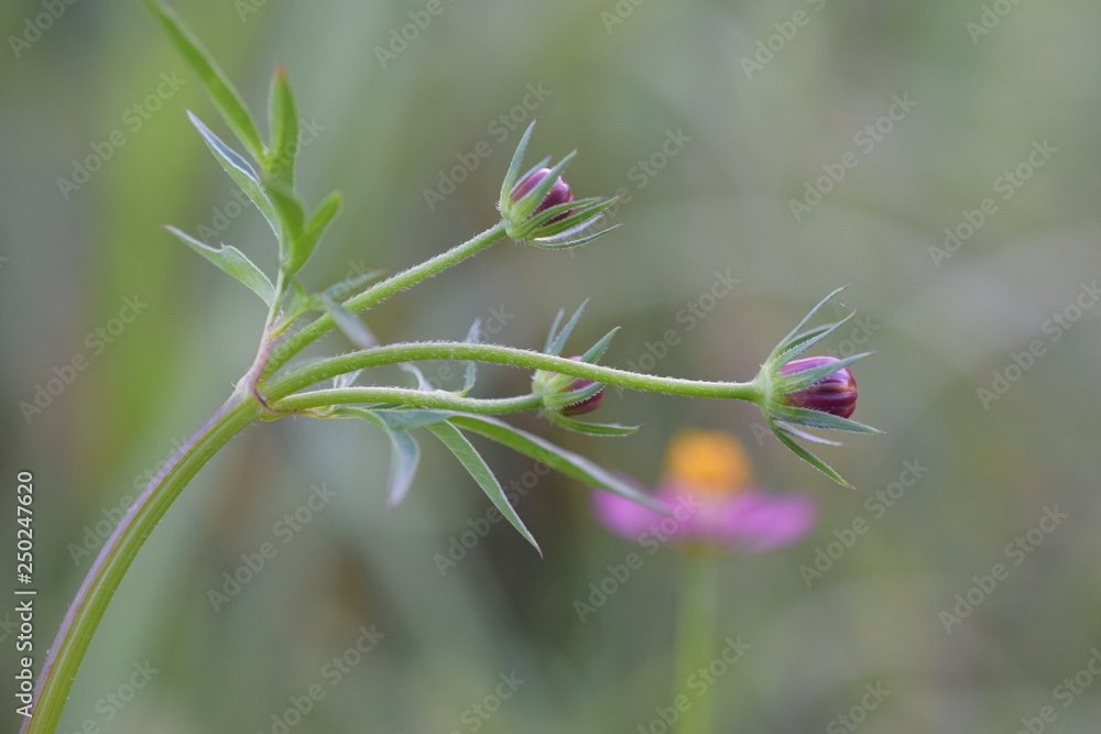 flower buds on green background flower buds on green background