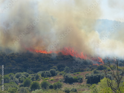 feux de forêt méditerranéenne