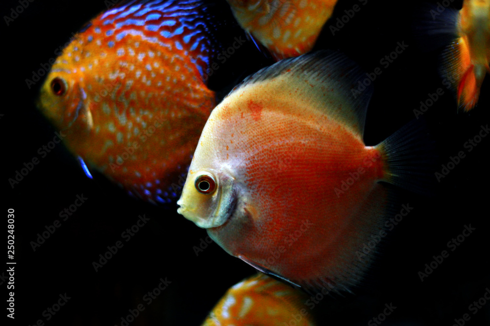 Marlboro Red Discus