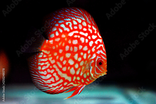 Photography Pigeon Blood Discus fish - (Symphysodon sp.)