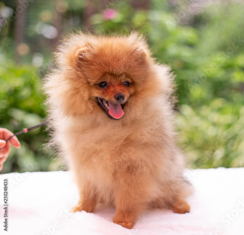 Beautiful orange dog - pomeranian Spitz. Puppy pomeranian dog cute pet happy smile playing in nature © Victoria