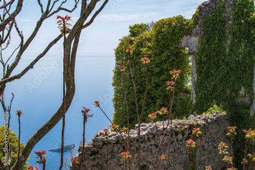 Fiori sul mare