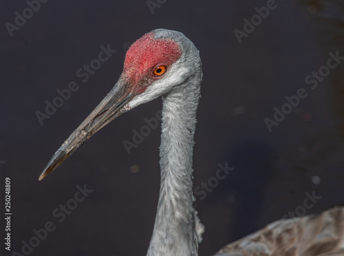 sandhill crane poses for a close up picture