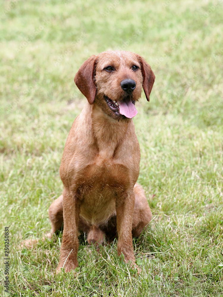Corse haired Styrian Hound in the autumn garden Corse haired Styrian Hound in the autumn garden