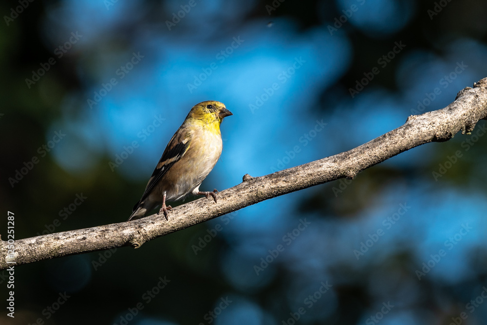 American Goldfinch 03 American Goldfinch 03