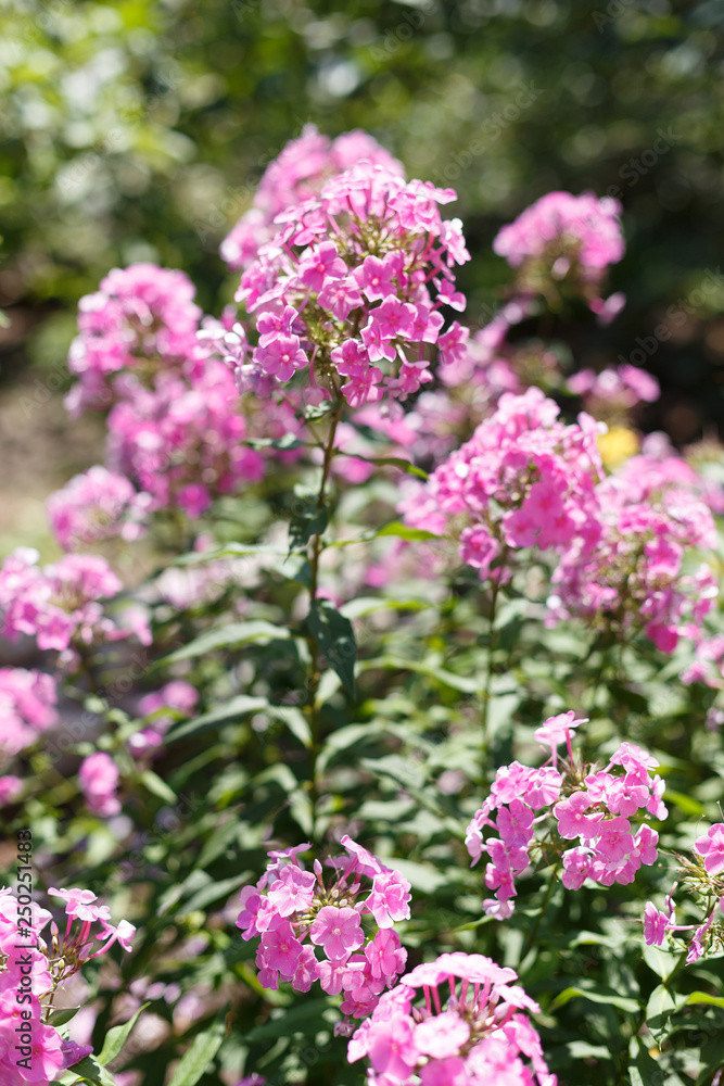 Phlox is blooming in the garden Phlox is blooming in the garden