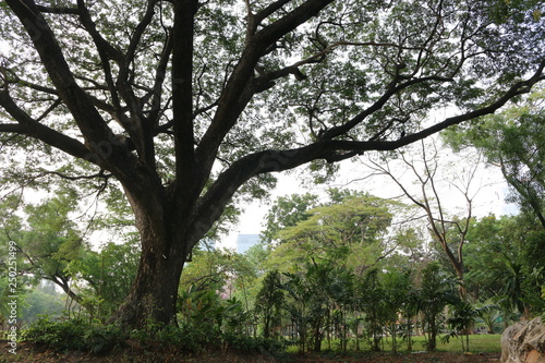 big tree in a park,nature background, city garden, green landscape
