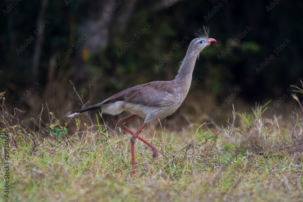 Naklejka premium Red legged Seriema, Pantanal , Brazil