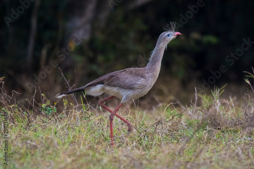 Red legged Seriema, Pantanal , Brazil