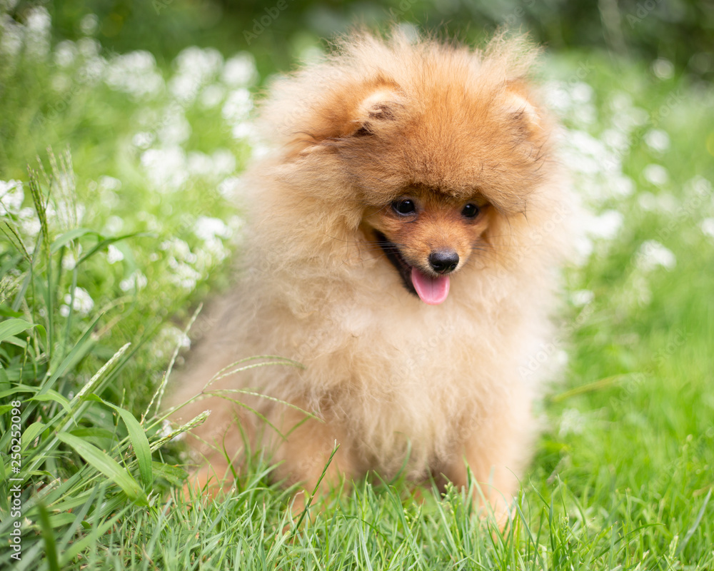 Beautiful orange dog - pomeranian Spitz. Puppy pomeranian dog cute pet happy smile playing in nature on in flowers Beautiful orange dog - pomeranian Spitz. Puppy pomeranian dog cute pet happy smile playing in nature on in flowers