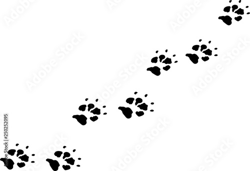 TRACES DE PAS ANIMALES