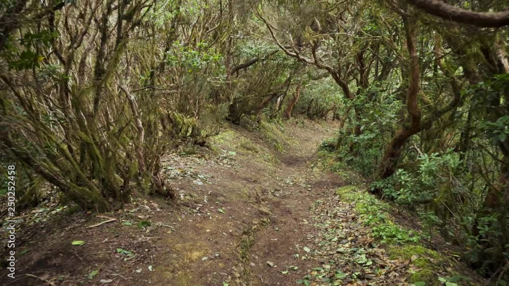 Rainforest jungle path. Rainforest in anaga mountains, Tenerife Canary islands, Spain .