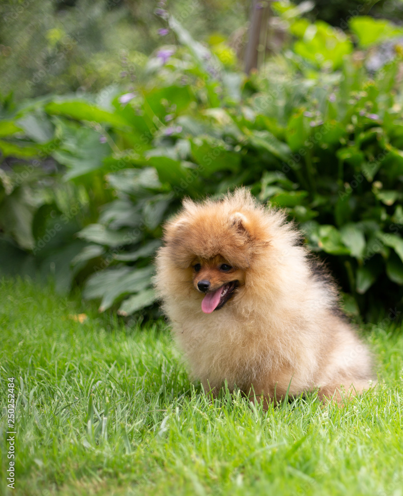 Beautiful orange dog - pomeranian Spitz. Puppy pomeranian dog cute pet happy smile playing in nature Beautiful orange dog - pomeranian Spitz. Puppy pomeranian dog cute pet happy smile playing in nature