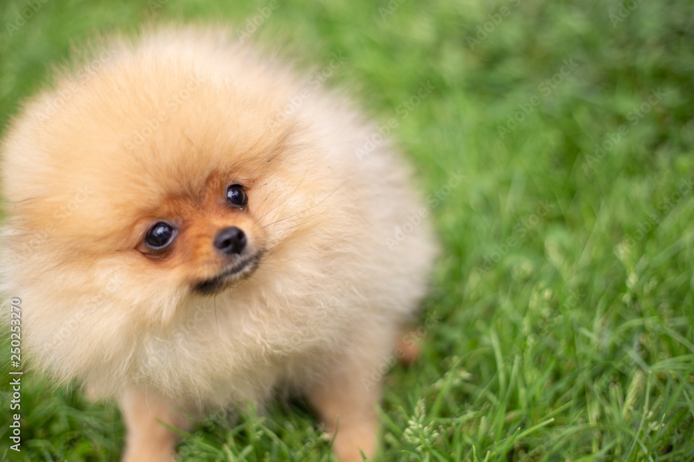 Beautiful orange dog - pomeranian Spitz. Puppy pomeranian dog cute pet happy smile playing in nature