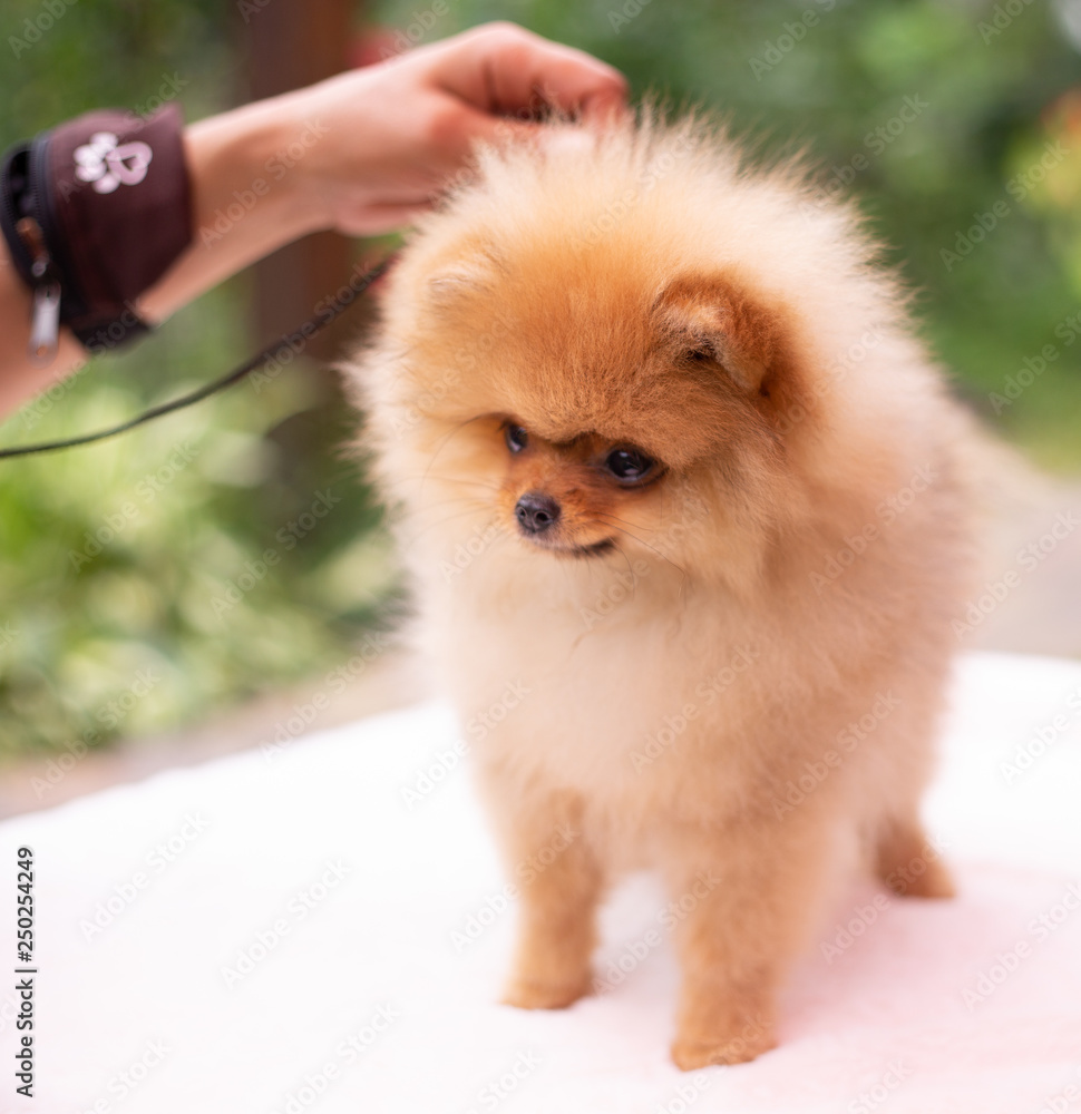 Fototapeta premium Beautiful orange dog - pomeranian Spitz. Puppy pomeranian dog cute pet happy smile playing in nature