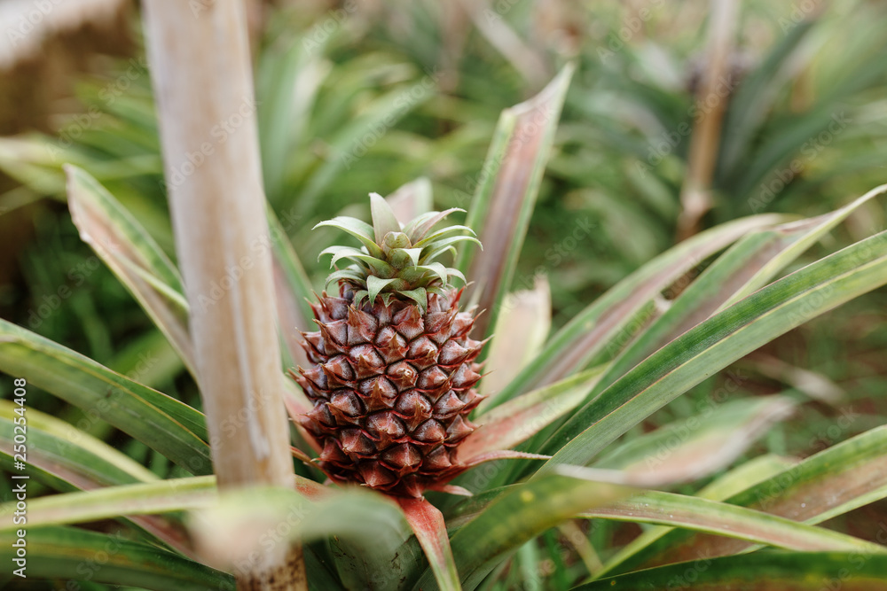 Pineapple plantation greenhouse Pineapple plantation greenhouse